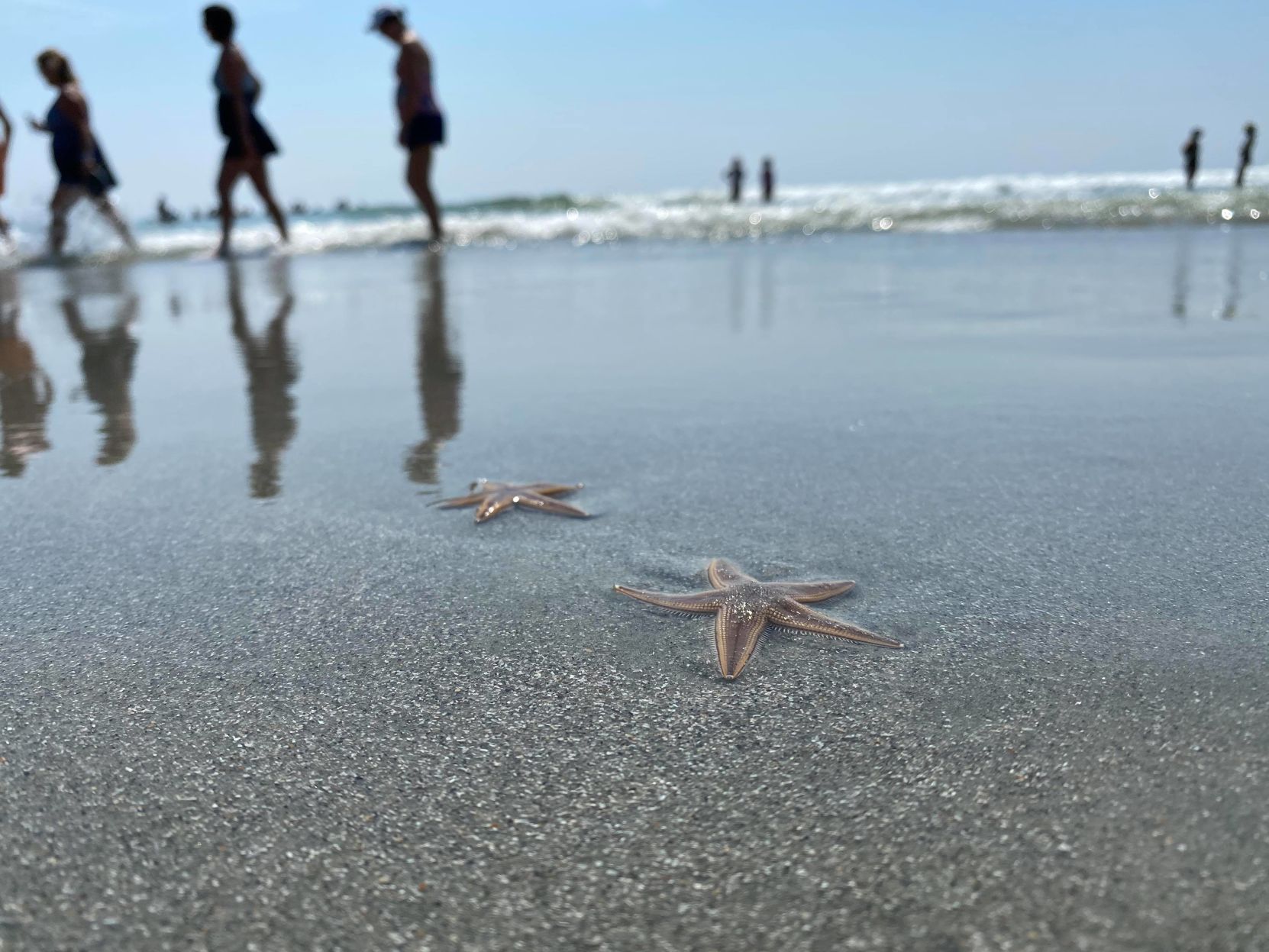 Starfish at Garden City